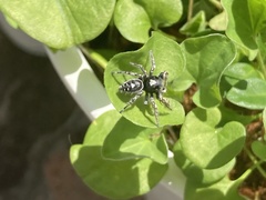 Phidippus putnami
