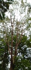Tachigali odoratissima