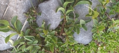 Salix breviserrata