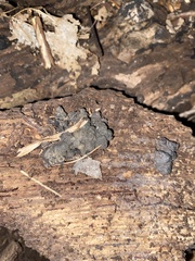 Kretzschmaria hedjaroudei