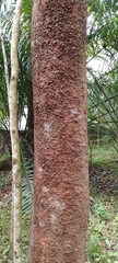 Tachigali odoratissima