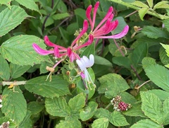 Lonicera periclymenum