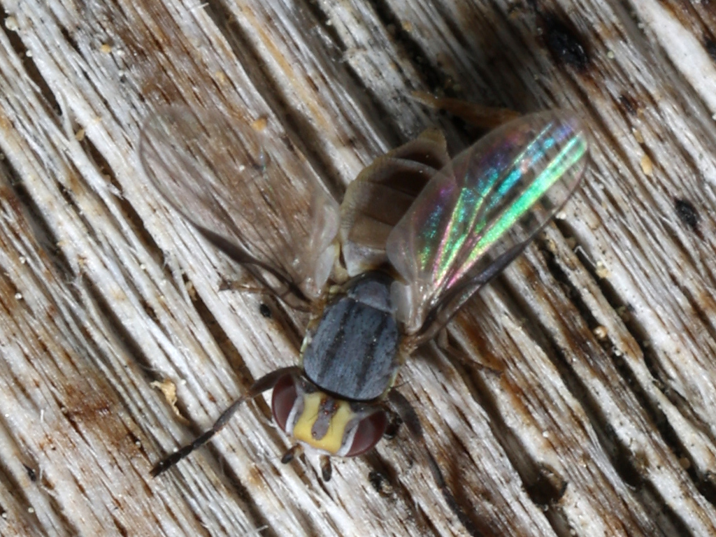Cremifaniidae