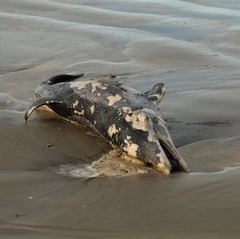 Steno bredanensis