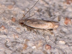 Battaristis nigratomella