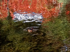 Tachybaptus ruficollis