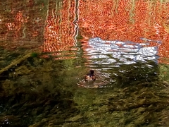 Tachybaptus ruficollis