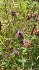 Zygaena filipendulae