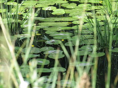 Nuphar lutea