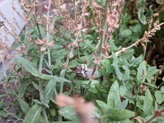 Polyphylla decemlineata