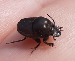 Onthophagus illyricus