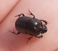 Onthophagus illyricus