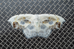 Leucoblepsis renifera