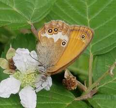 Coenonympha arcania