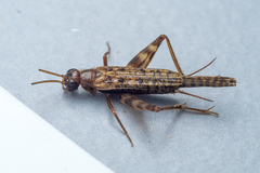 Pentacentrus