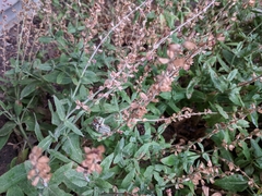 Polyphylla decemlineata