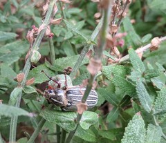 Polyphylla decemlineata