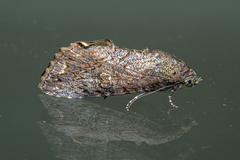 Odontodes seranensis