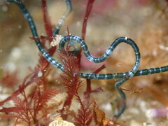 Chaetomorpha spiralis