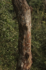 Ochna arborea