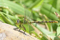 Erpetogomphus crotalinus