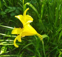 Hemerocallis minor