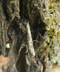 Batrachedra praeangusta