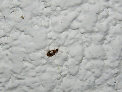Lebia
