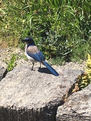 Aphelocoma californica