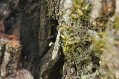 Batrachedra praeangusta