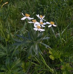 Anemonastrum crinitum
