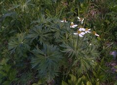Anemonastrum crinitum