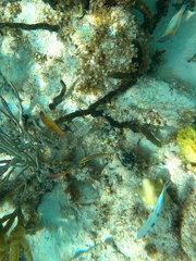 Halichoeres maculipinna