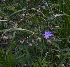 Geranium pseudosibiricum