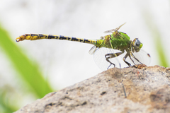 Erpetogomphus crotalinus