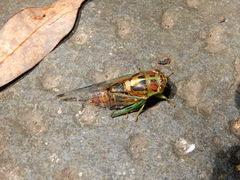 Vagitanus terminalis