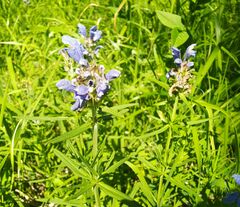 Dracocephalum ruyschiana