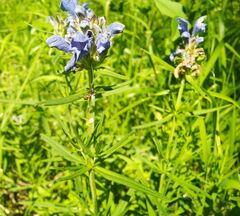 Dracocephalum ruyschiana