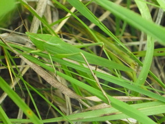 Neoconocephalus ensiger
