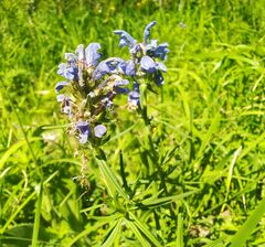 Dracocephalum ruyschiana
