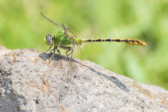 Erpetogomphus crotalinus