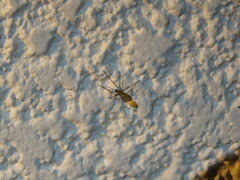 Diptera