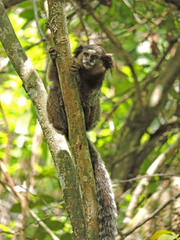 Callithrix penicillata