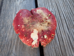 Russula rubroalba