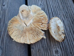 Russula rubroalba