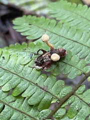 Ophiocordyceps dipterigena