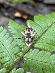 Ophiocordyceps dipterigena