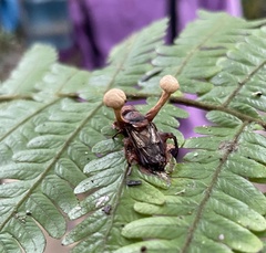 Ophiocordyceps dipterigena