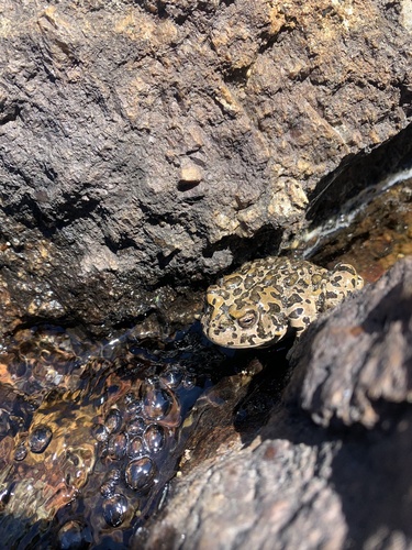 iNaturalist observation photo of Yosemite Toad