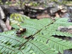 Ophiocordyceps dipterigena
